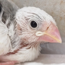 首元グレーがポイント～✨ 白文鳥🐣