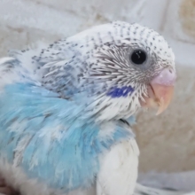 とってもキレイな青空ブルー🌤️ セキセイインコ(ブルーパイド)