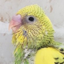 とってもフレッシュですね～🥝 セキセイインコ(グリーンパイド)