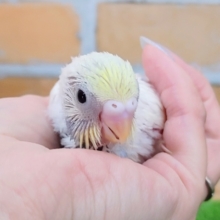綺麗なカラー✨セキセイインコのヒナ(パステルレインボーパイド)入荷しました❤