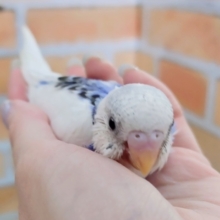 人気カラーです✨セキセイインコのヒナ(ブルーパイド)入荷しました❤