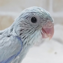 くすみブルーがたまらない～🩵 マメルリハインコ(アメリカンホワイト)男の子