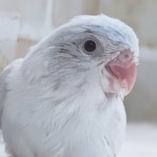 魅力溢れる色合い～🫧 マメルリハインコ(コバルトダイリュートファロー)女の子