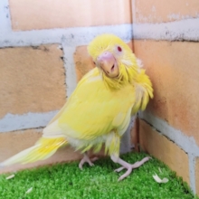 綺麗な赤目ちゃん✨セキセイインコのヒナ(ルチノー)入荷しました❤