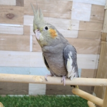 最新画像あります⭐️当店生まれ❣️甘えん坊な「ピョーちゃん」😍オカメインコのノーマル！！