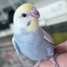 🌟最新画像🌟 カラフルレインボー🌈 セキセイインコ(パステルレインボースパングル)
