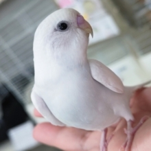 🌟最新画像🌟 かわいい～白～🤍 セキセイインコ(ダブルファクター)