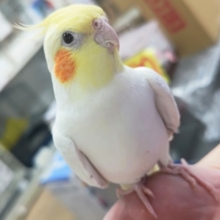 🌟最新画像🌟 ツンデレな手乗りさん～⭐ オカメインコ(ルチノー)