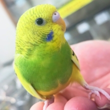 🌟最新画像🌟 理想的な色合い～🍀 セキセイインコ(グリーンパイド)