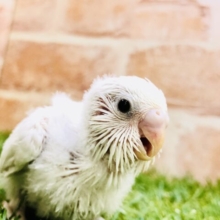 まっ白美白ボディ(*´ω｀*)　セキセイインコ