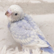 スサー～スサー―～～　魅せ方のプロ☆　セキセイインコ　スパングル～～