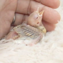 目指すは営業ぶんちょー♫　シナモン文鳥～～