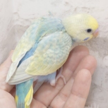 やはりっ☆彡　ヒ・ミ・ツの向こうはｽﾃｷカラー♪～～　セキセイインコ　パステルカラーレインボー～～