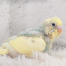 身だしなみは、だいじよね？？　セキセイインコ　パステルカラーレインボーパイド～～