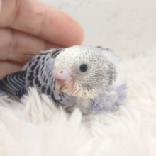 お上品なコっ♪　セキセイインコ　オパーリン