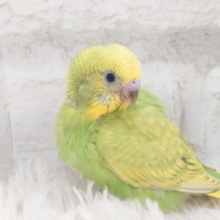 あたま、お顔ブワッとご満悦ーーたいむ☆　セキセイインコ　スパングル〜〜