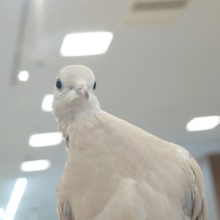 では、お聴きください　ぽっぽーぽ～ぉ♬～♪？？？　ジュズカケバト～～