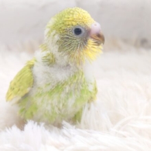 ぷりぷりぷりぷりぷり～～　おパンつ丸出し元気さん♪　セキセイインコ　スパングル～～