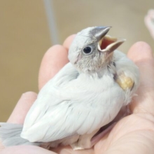 最新画像になります☆　ぶんちょうさんの魅力、への字口〜♪♪♪　シルバー文鳥〜〜