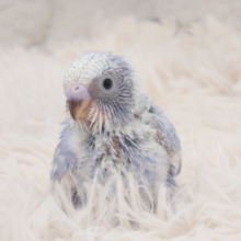 甘える～　蒼だるまっ☆ちなみにーー両目、くりっくり～　セキセイインコ　スパングル～～