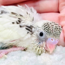手のひらで眠っちゃうの！💕セキセイインコ（四色ハルクイン）ヒナ