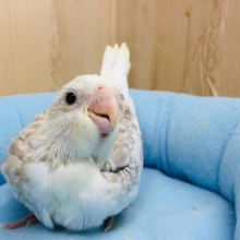 オカメインコ(WFシナモンパール)ちゃんがやってきました〜♪