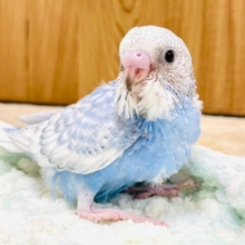 にっこり笑顔♡セキセイインコ（スパングル）ヒナ
