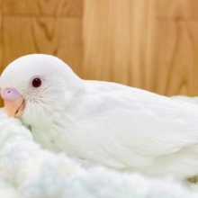 透明感ある美人さん♡セキセイインコ（アルビノ）ヒナ