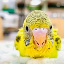 【最新画像更新🪄】ちっちゃな恐竜ちゃん♡セキセイインコ（ハルクイン）ヒナ