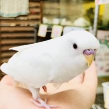 【最新画像更新☆☆】クリクリキュートアイ♪　セキセイインコ