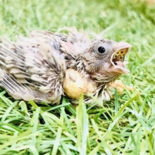 ミニミニ怪獣！！　キンカチョウ