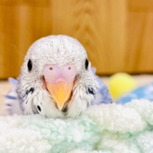 きゅるるんお目目に見つめられちゃう♡セキセイインコ（パイド）ヒナ