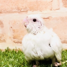 ずっしりヘビー級サイズ！！　オカメインコ