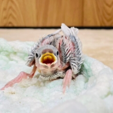 成長が楽しみな食いしん坊ちゃん♡シルバー文鳥　ヒナ