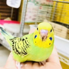 【最新画像更新☆☆】新緑の癒しカラー🍃　セキセイインコ
