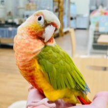 【最新画像更新🪄】真っ赤に燃える🔥甘えんぼ♡ウロコインコ(レッドパイナップル) ヒナ