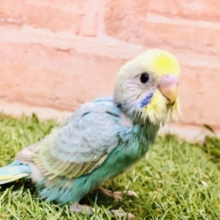 人気のカラフルカラー！！　セキセイインコ