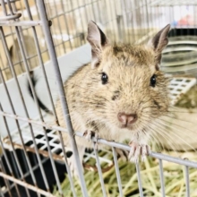 【最新画像更新☆☆】定番こげ茶カラー！！　デグー