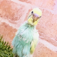 その美しさ世界遺産級！！　セキセイインコ