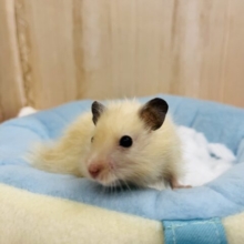 久々！！サテンハムスターちゃんがやってきましたよ〜♪