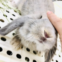 【最新画像更新☆☆】今回はこんなカラーがやってきました♪　ロップイヤーラビット