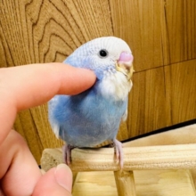 【最新画像更新🪄】涼しげなカラーにメロメロ♡♡セキセイインコ（スパングル）ヒナ