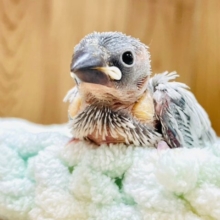しっかりカメラ目線⭐︎シルバー文鳥　ヒナ