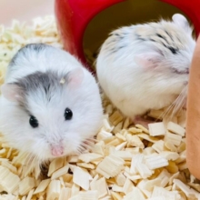 ちょこちょこ動く小さなハムちゃん🐹ロボロフスキーハムスター