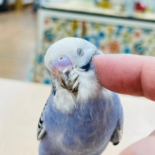 【最新画像🪄】手のひらに吸い付く甘えんぼっ💓セキセイインコ（オパーリン）ヒナ