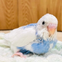 青空のような素敵カラー🩵セキセイインコ（パイド）ヒナ