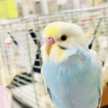 【最新画像更新☆☆】カラフルな魅力たっぷり💗　セキセイインコ