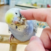 【最新画像・動画更新🪄】カメラ目線はお任せあれ⭐︎⭐︎セキセイインコ（パステルレインボー）ヒナ