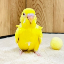 姿勢正しく背筋ピン💛！セキセイインコ（ルチノー）ヒナ