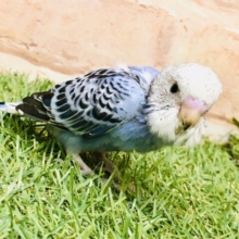 まさに王道！！　セキセイインコ